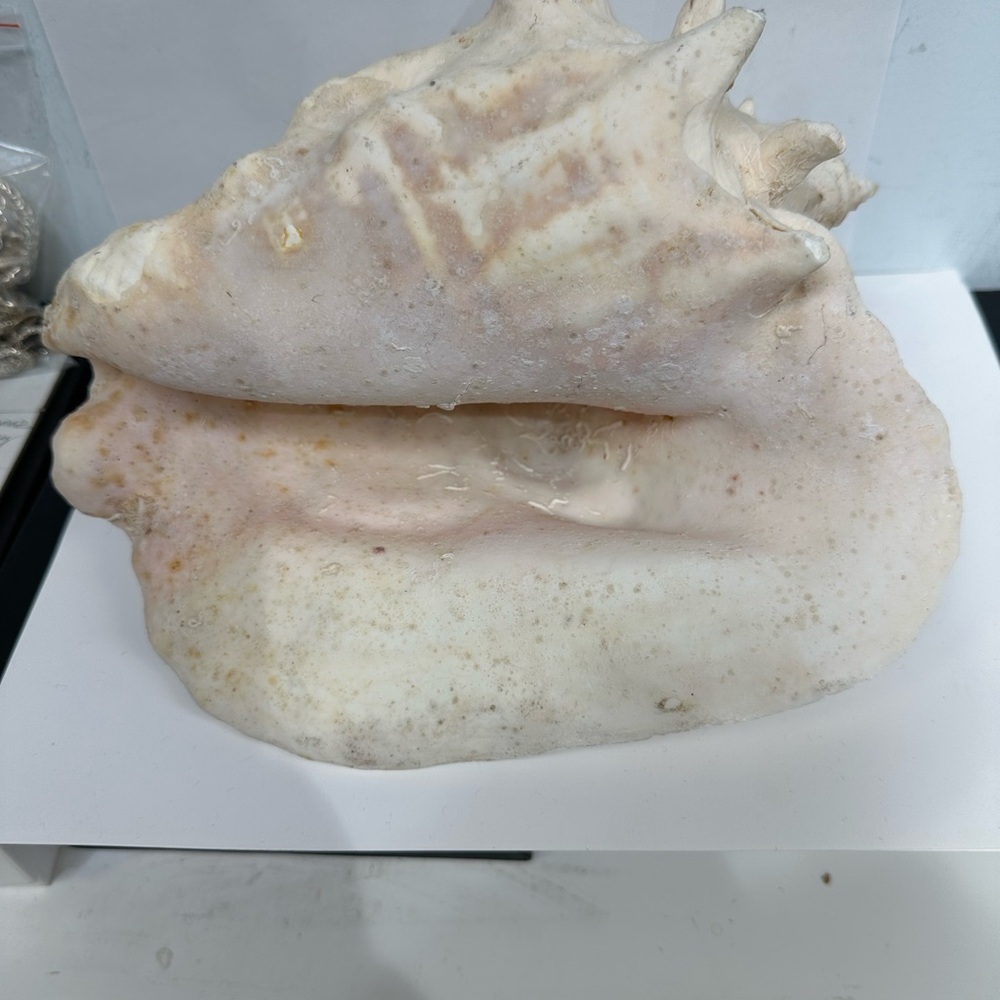Elegant Cream and Tan Conch Shell